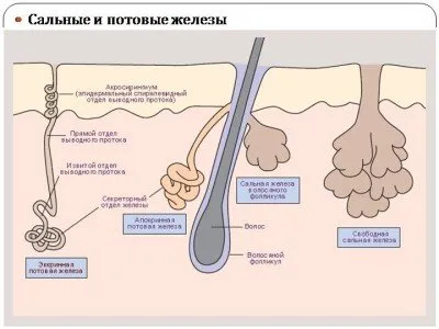 За лечение на женско виме (вълчи) заболяване на потните жлези под мишницата