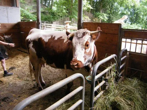 Caracteristicile rasei de vaci Montbeliard (Montbeliard), foto