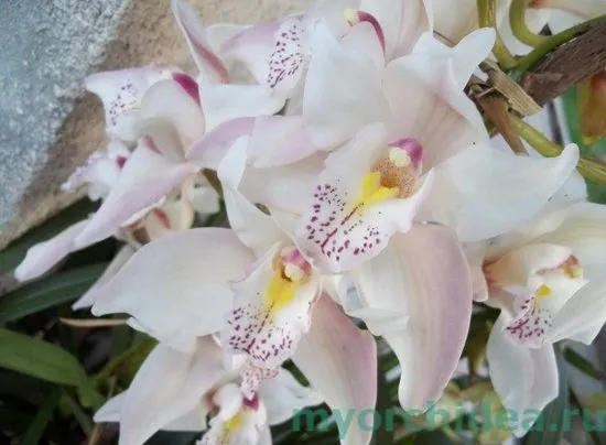 Грижа за орхидея Cymbidium у дома снимка, видове