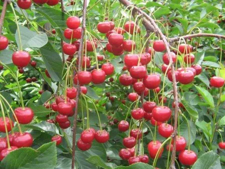 Описание на сорта Cherry Molodizhna, опрашители, резитба, грижи