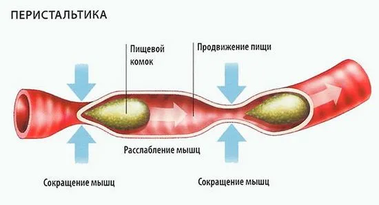 чревната