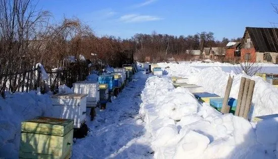 Кога да извадите пчелите от зимуващата кутия, съвети и видеоклипове