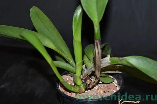 Възпроизвеждане на Phalaenopsis у дома снимка