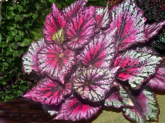 Begonia royal сортове отописание и снимка