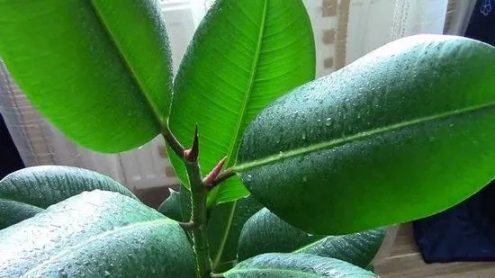 Ficus каучук (еластичен). Грижи и отглеждане на къщата