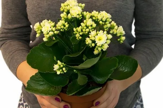 Kalanchoe kalandiva mix как да се грижим за цвете