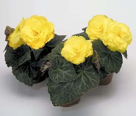 Begonia Yellow жълти сортове с описание и снимка