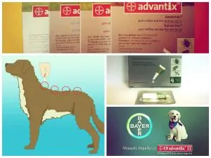 Advantix за кучета, инструкции за капки, цена, прегледи на собствениците, дозировка