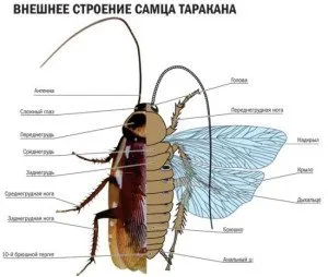 Как изглеждат хлебарки от снимка на сграда в снимки, описание