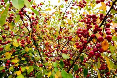 Описание на ябълково дърво Ranetka, снимка, разнообразие от подвидове