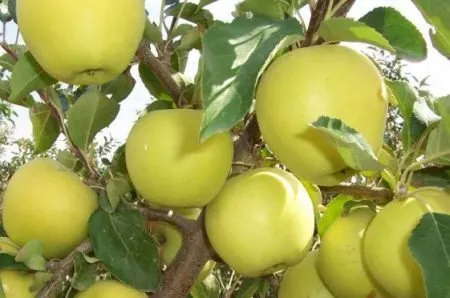 Снимка с описание на ябълково дърво Golden delicious