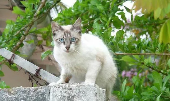 Снимка на котка Ojos Azules, цена, описание на породата, характер, видео, развъдници Murkote за котки и котки