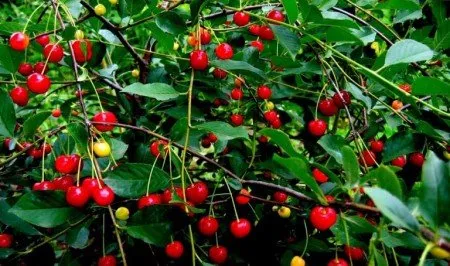 Описание на сорта Cherry Brusnitsyna, засаждане, грижи