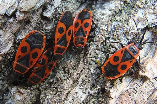 Fotografie cu insecte soldat