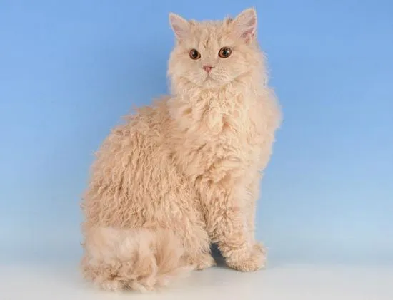 Selkirk rex котка снимка, цена, описание на породата, характер, видео, развъдници Murkote за котки и котки