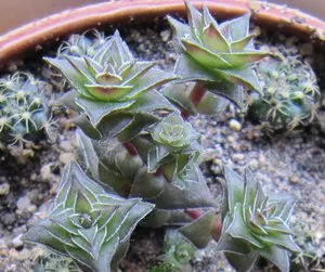 crassula