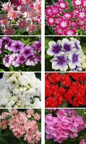 phlox