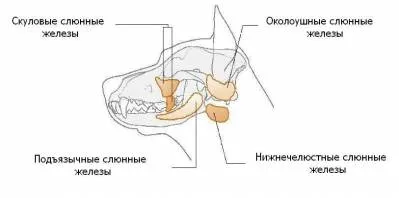 кучето