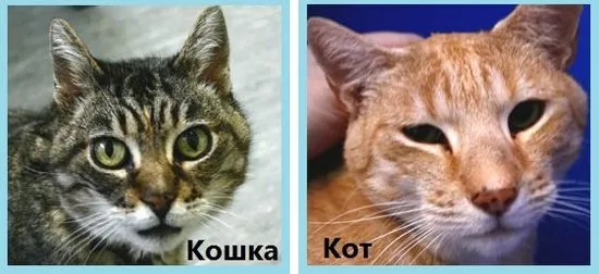 Котка или котка, кой да избере и да вземе Murkote за котки и котки