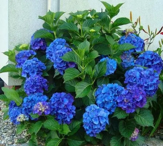 Hydrangea krupnolistnaya Nikko Blue описание на сорта със снимка