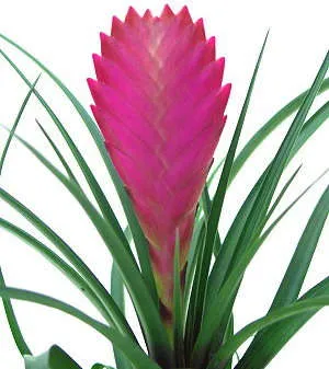 Грижа за Tillandsia у дома, която ще осигури дълготраен цъфтеж