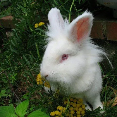 Îngrijirea iepurilor Lionhead, caracteristici ale rasei