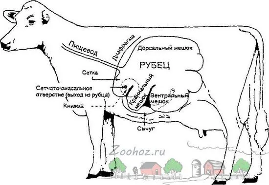 Колко стомаси има крава, преглед на структурата и снимка