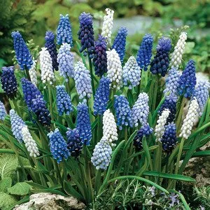 Как да засадите и да се грижите за Muscari в страната (сортове снимки)