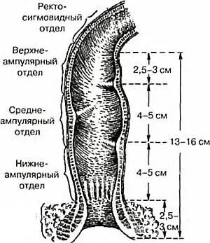 Колко опасни са заболяванията на ануса и ректума