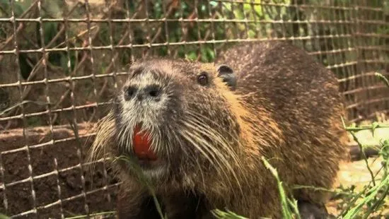 Fotografii, videoclipuri și desene pentru cuști de nutria