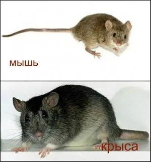 мишката