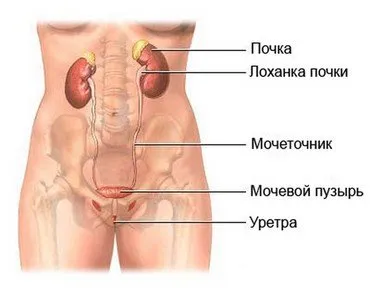 Симптоми и лечение на болка в бъбреците