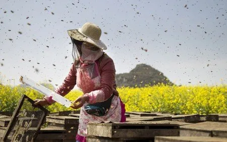 Разположение и организация на пчелина, как да изберете място, съвети