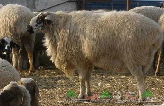 Преглед на породата Kurdyuch овце, тяхното отглеждане, снимки и видеоклипове