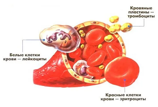 Общ кръвен тест при деца, норма и тълкуване на резултатите, таблица