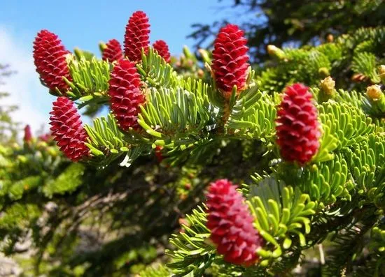 Аянски смърч. Снимка и описание на сортовете. Picea jezoensis