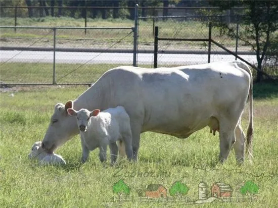 Prezentare generală a rasei Charolais, descriere, videoclip și fotografie