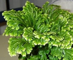 Selaginella - домашни грижи за необичайно субтропично растение