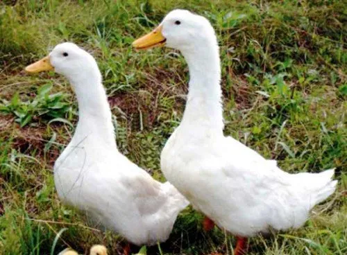 Описание на породата Duck Blagovarskaya, развъждане