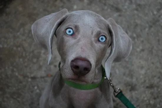 История на Weimaraner, външен вид, стандарт и съдържание (снимка и видео)