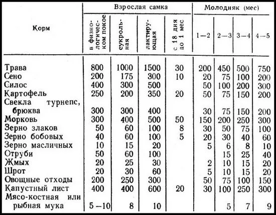 Храна за зайци, за да изберете за хранене на домашни любимци