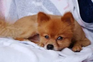 Fox Pomeranian Spitz - описание на породата със снимки и видеоклипове