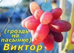 грозде