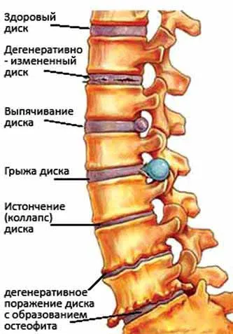 шийните