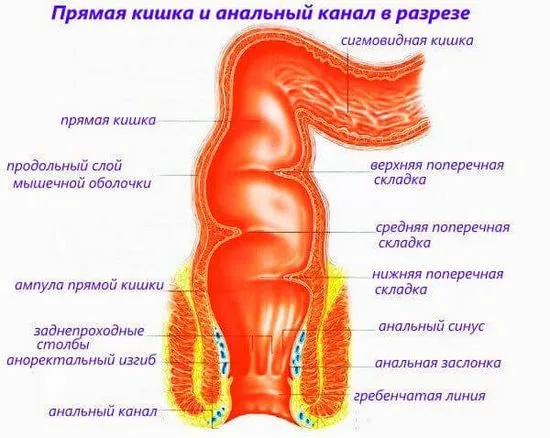 ректума