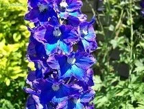 Delphinium многогодишно отглеждане от семена у дома