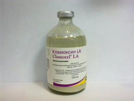 Clamoxil за котки прегледи, инструкции за употреба, противопоказания Murkote за котки и котки