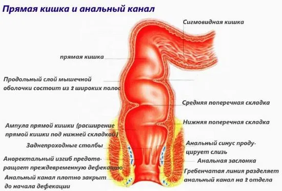 какво причинява хемороиди