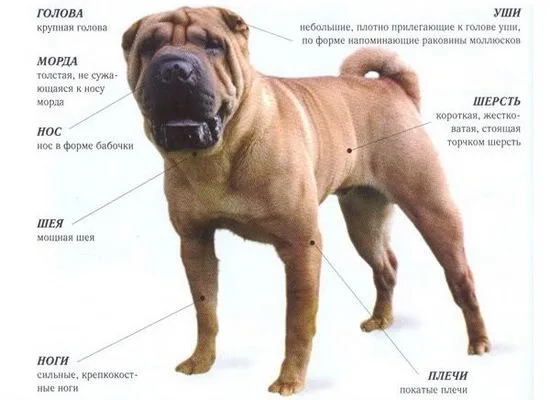 sharpei