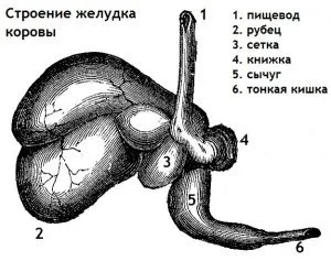 Как да се лекува подуване или тъпанчев белегкрави